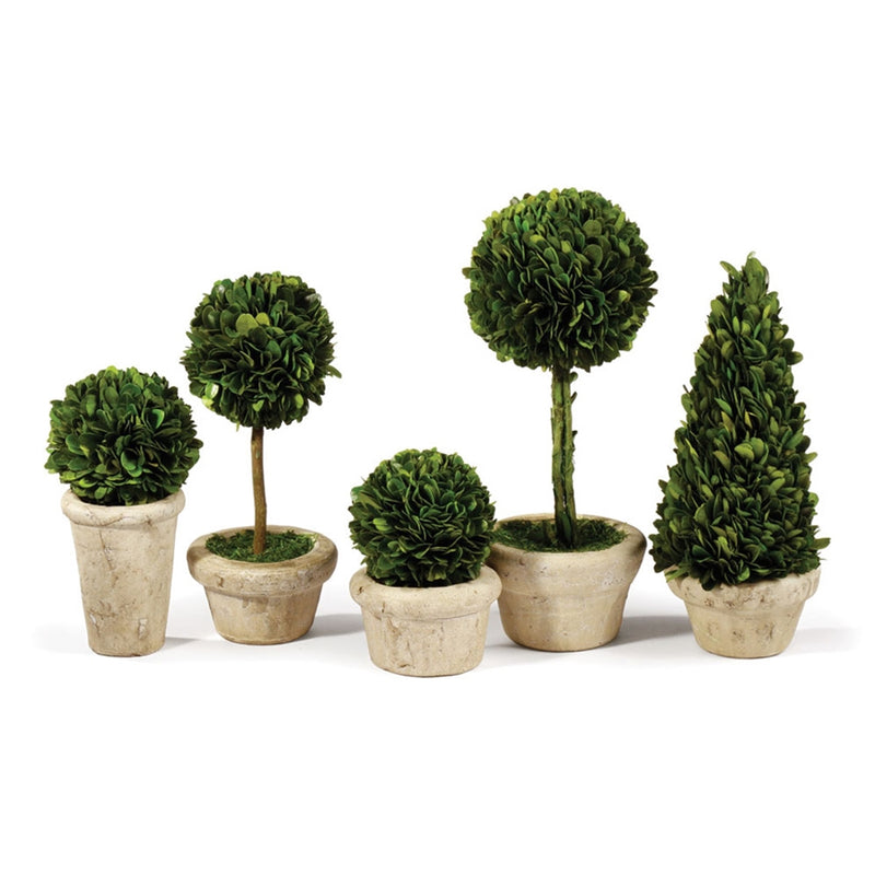 Preserved Greens Set of 5, Topiaries in Pots