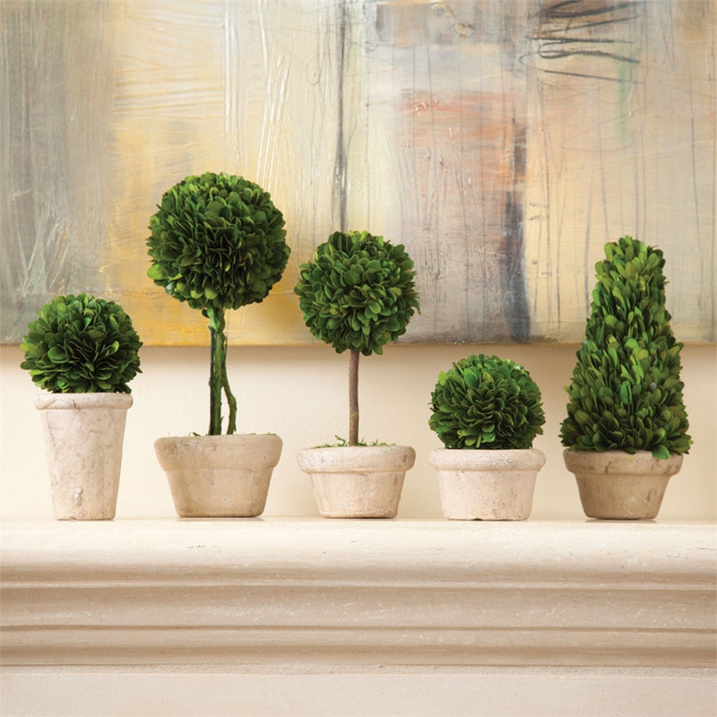 Preserved Greens Set of 5, Topiaries in Pots