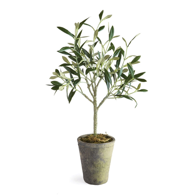 Cc 17" Olive Tree Potted