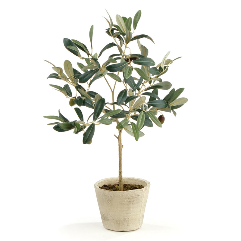 Cc 19.5" Olive Tree Potted W/Fru