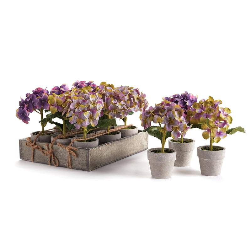 Napa Floral Collection-Mini Hydrangea 6.5 inches Potted , Set of 12
