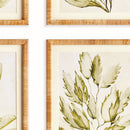 COASTAL GREENERY PRINTS, SET OF 4