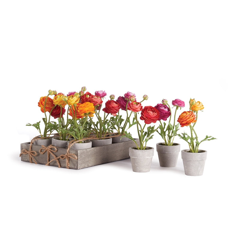 Napa Floral Collection-Mini Ranunculus 10 inches Potted , Set of 12