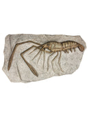 Garden Stone, Crawling Lobster,84g243