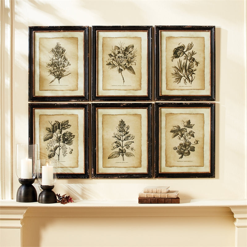 Napa Home Garden, VINTAGE FLORAL PRINTS ,SET OF 6,2269