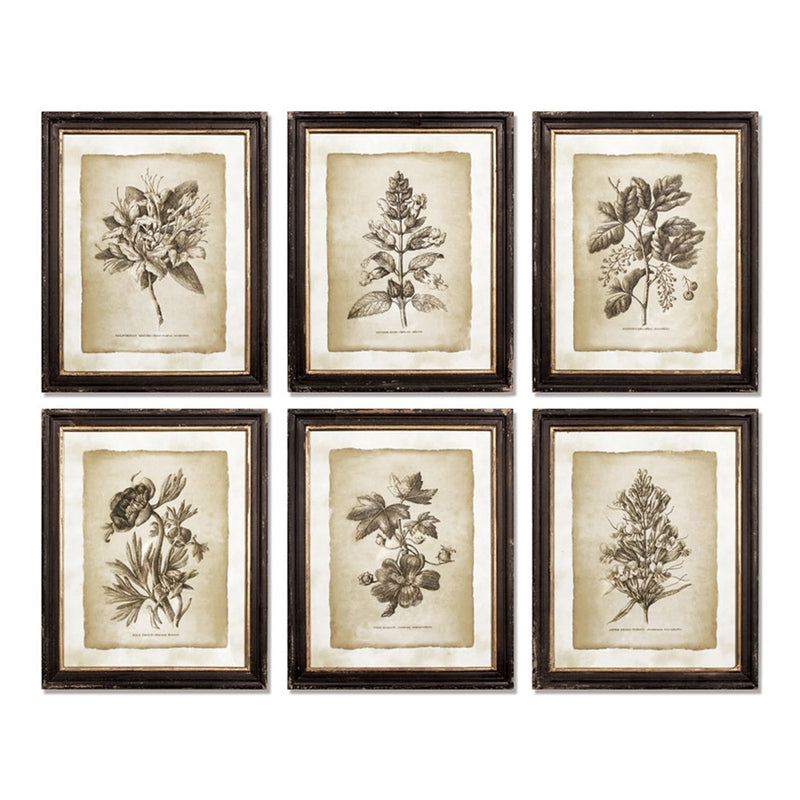 Napa Home Garden, VINTAGE FLORAL PRINTS ,SET OF 6,2269