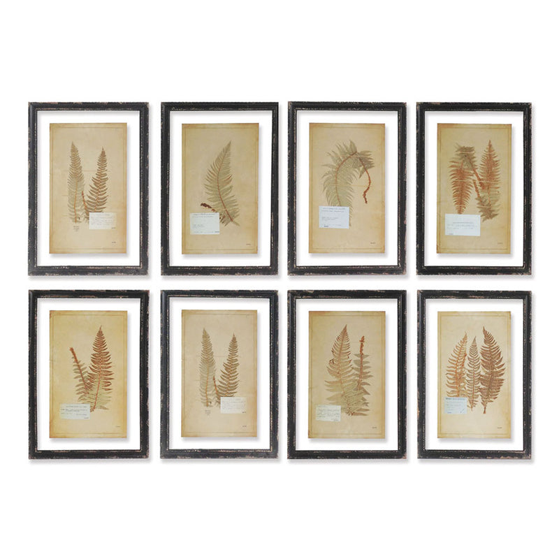 NAPA Home & Garden, FRAMED VINTAGE FERN PRINTS, SET OF 8,2270