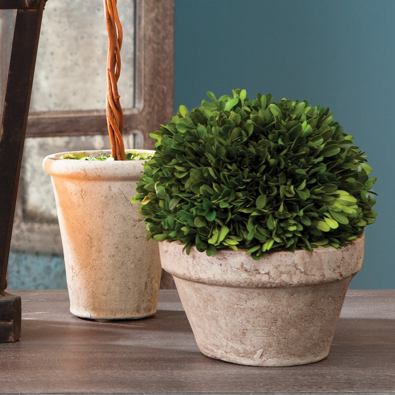 NAPA Home & Garden, BOXWOOD BALL IN POT