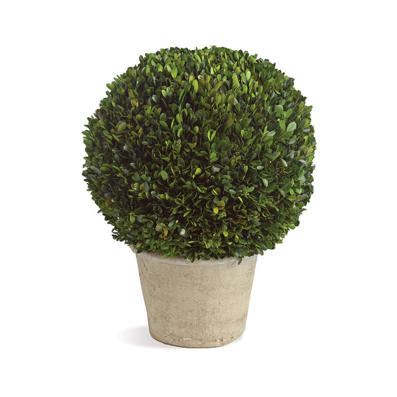 NAPA Home & Garden, BOXWOOD BALL IN POT