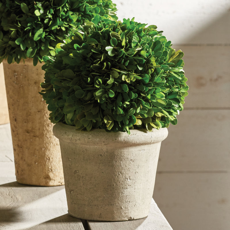 NAPA Home & Garden, BOXWOOD 8" BALL IN POT,7571SPG