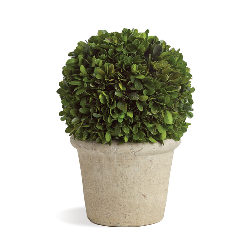 NAPA Home & Garden, BOXWOOD 8" BALL IN POT,7571SPG