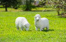Sheep Statuary, Observing,842941a