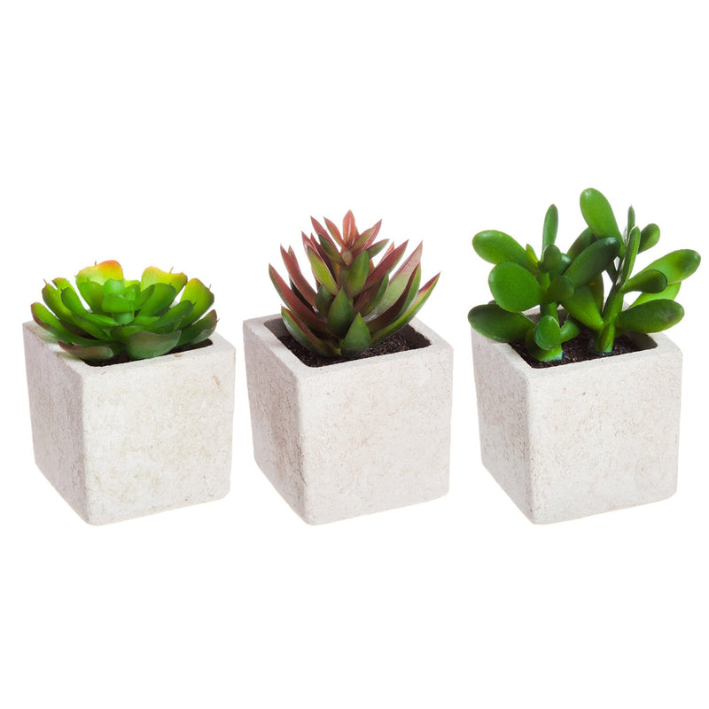 Succulent in Square Pot, 3 ASST,8flp071