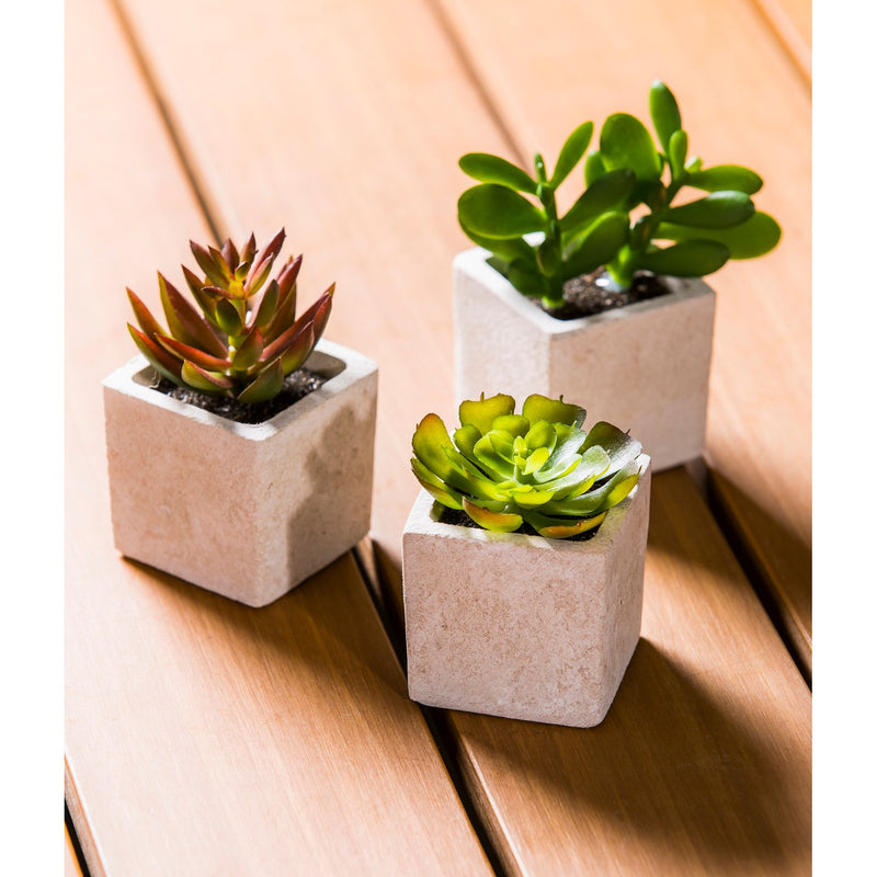 Succulent in Square Pot, 3 ASST,8flp071