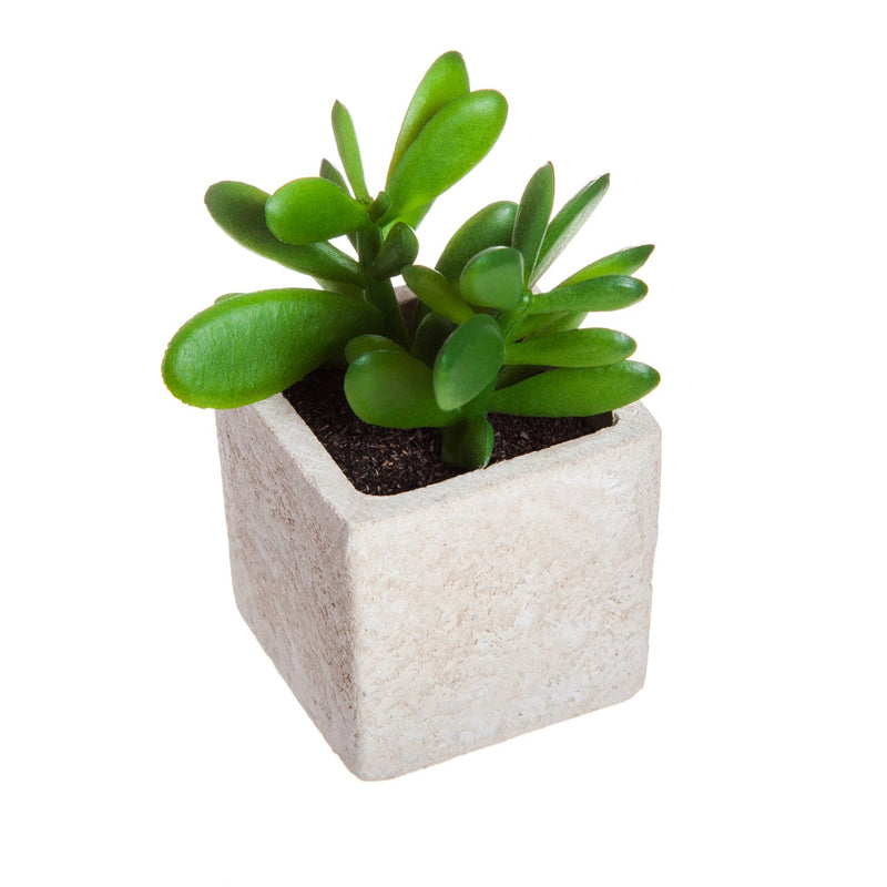 Succulent in Square Pot, 3 ASST,8flp071