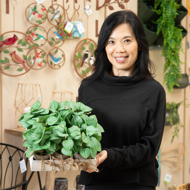 Peperomia Crate, 9 Pieces Total