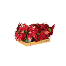 Multi Red Faux Poinsettias in Galvanized Pot, in Wooden Crate,8flp335