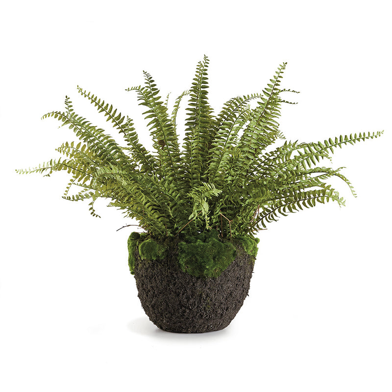 NAPA Home & Garden, GRAND BOSTON FERN DROP-IN 30",CC232