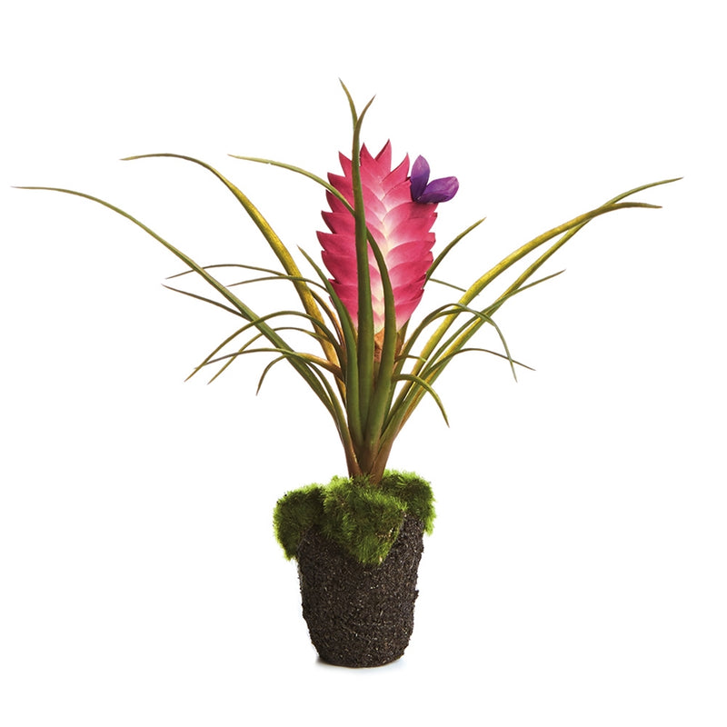 Napa Home Garden, TILLANDSIA 8.5" DROP-IN,cc233