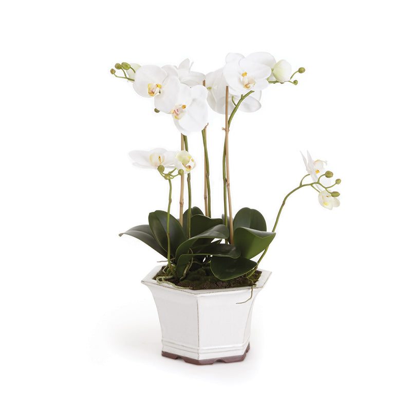 NAPA Home & Garden, BARCLAY BUTERA PHALAENOPSIS IN CERAMIC POT 18.5",CC251