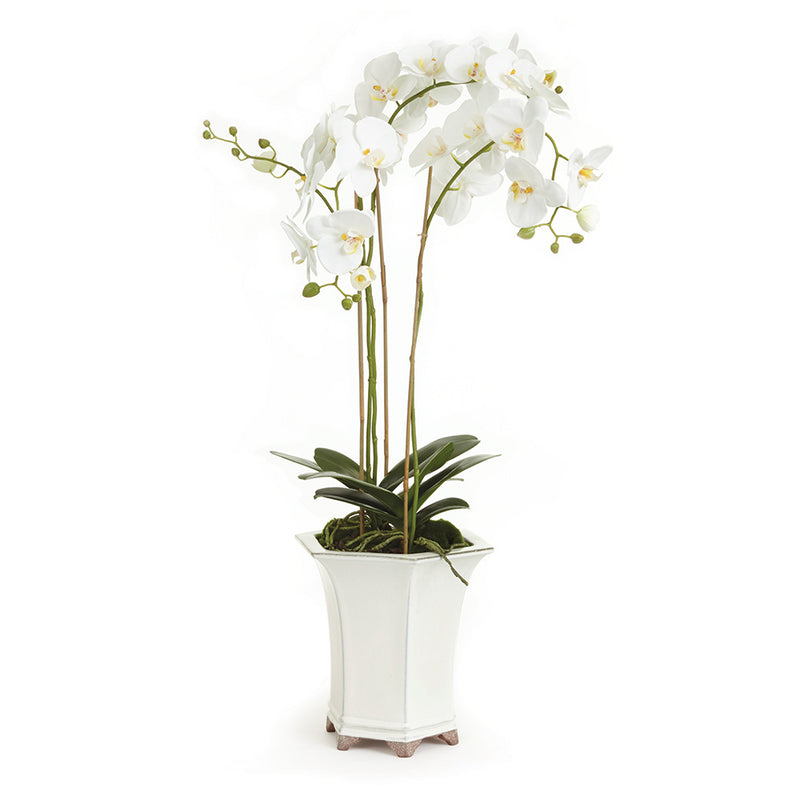 NAPA Home & Garden, BARCLAY BUTERA PHALAENOPSIS IN CERAMIC POT 36",CC252