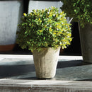 NAPA Home & Garden, BARCLAY BUTERA FAUX BOXWOOD SHRUB POTTED 9",CC260