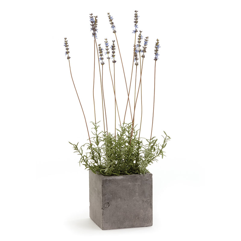 NAPA Home & Garden, FRENCH LAVENDER IN SQUARE POT 24",CC282