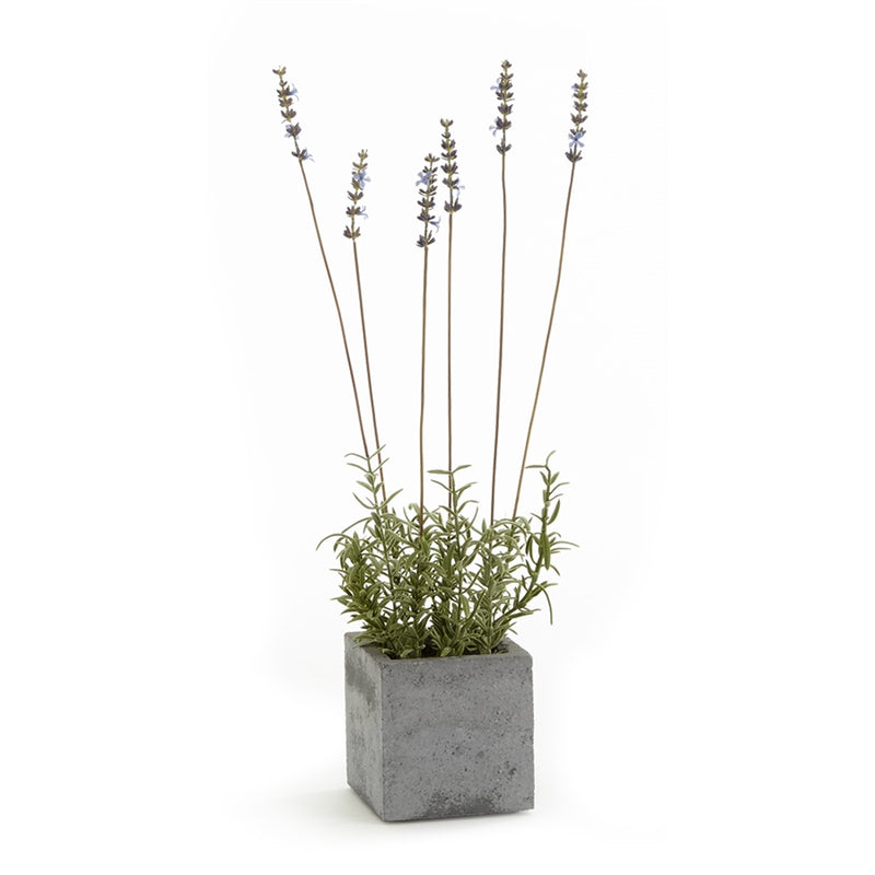 Napa Home Garden, FRENCH LAVENDER IN SQUARE POT 19",cc283