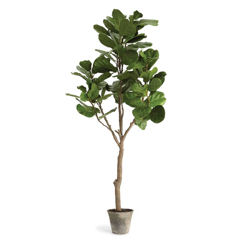 Napa Floral Collection-Fiddle Leaf Fig Tree Potted 79 inches