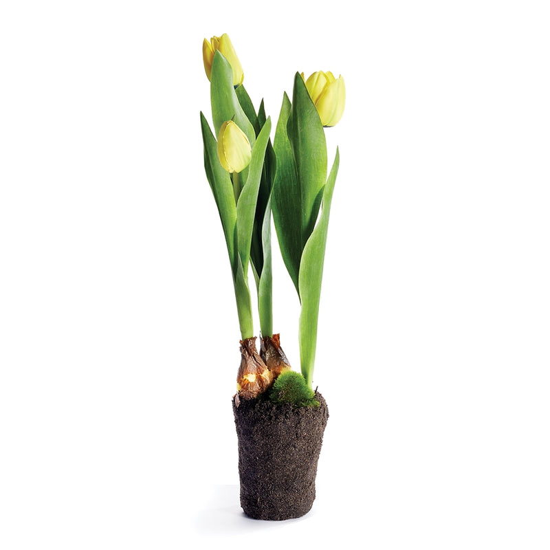 Napa Home Garden, TULIP DROP-IN 18" YELLOW,cc324yl