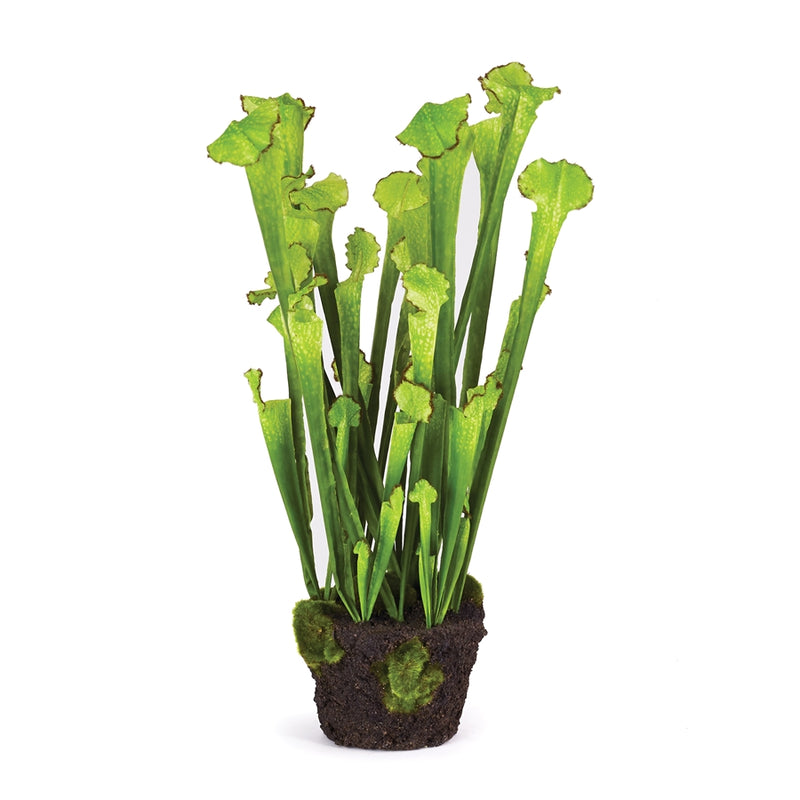 Napa Home Garden, SARRACENIA DROP-IN 25",cc331