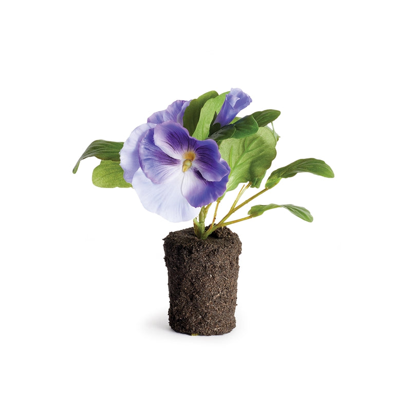 Napa Home Garden, PANSY DROP-IN 6.5" VIOLET,cc333bl