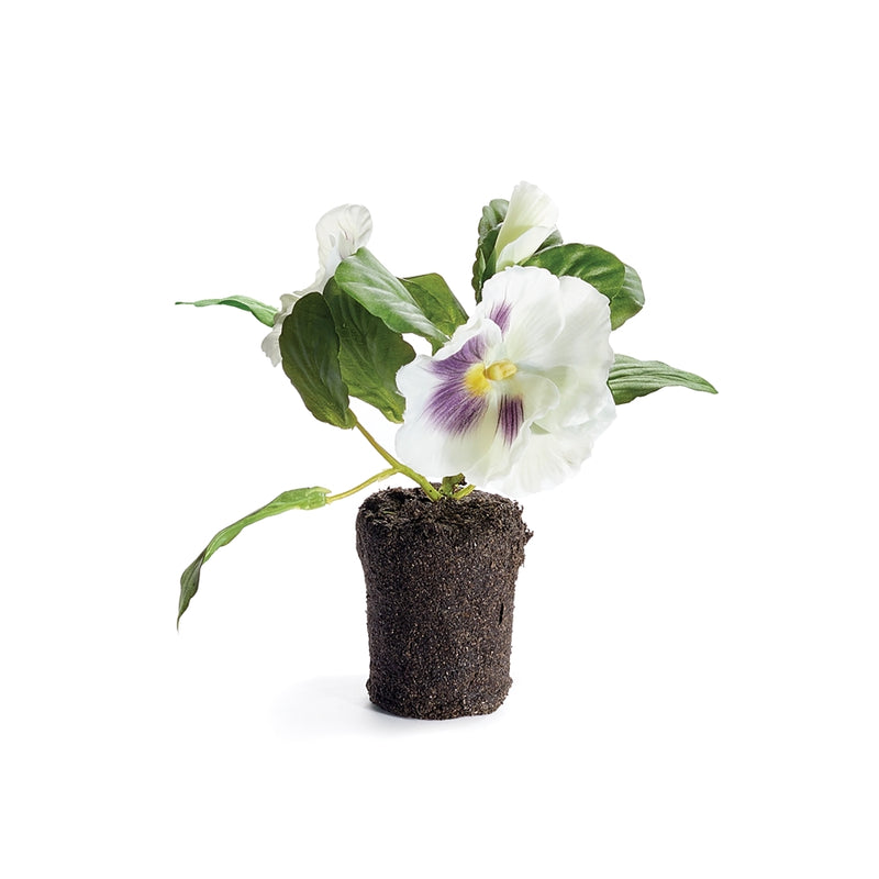 Napa Home Garden, PANSY DROP-IN 6.5" WHITE,cc333cr