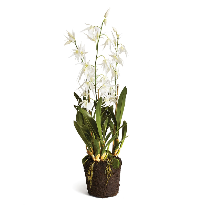 Napa Home Garden, SPIDER ORCHID DROP-IN 44",cc335