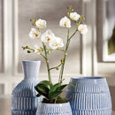 "NAPA Home & Garden, PHALAENOPSIS ORCHID DROP-IN COLLECTION"