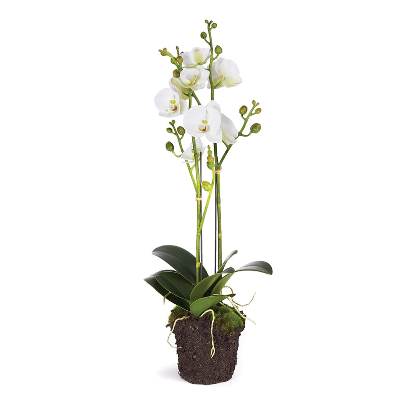 Napa Home Garden, PHALAENOPSIS X 2 DROP-IN 23",cc336