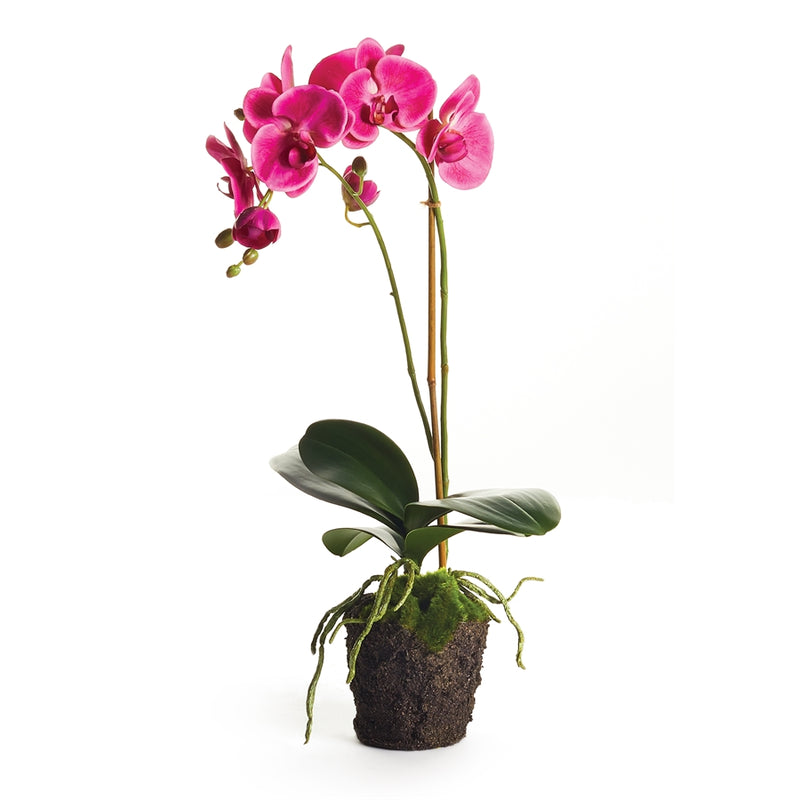 Napa Home Garden, PHALAENOPSIS DROP-IN 23",cc338