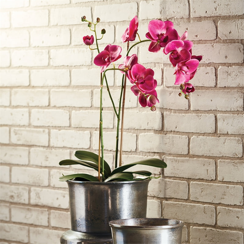 Napa Home Garden, PHALAENOPSIS X 2 DROP-IN 29",cc339