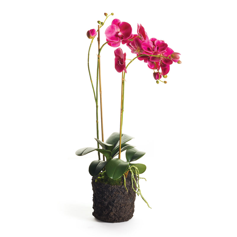 NAPA Home & Garden, PHALAENOPSIS X 2 DROP-IN 29",CC339