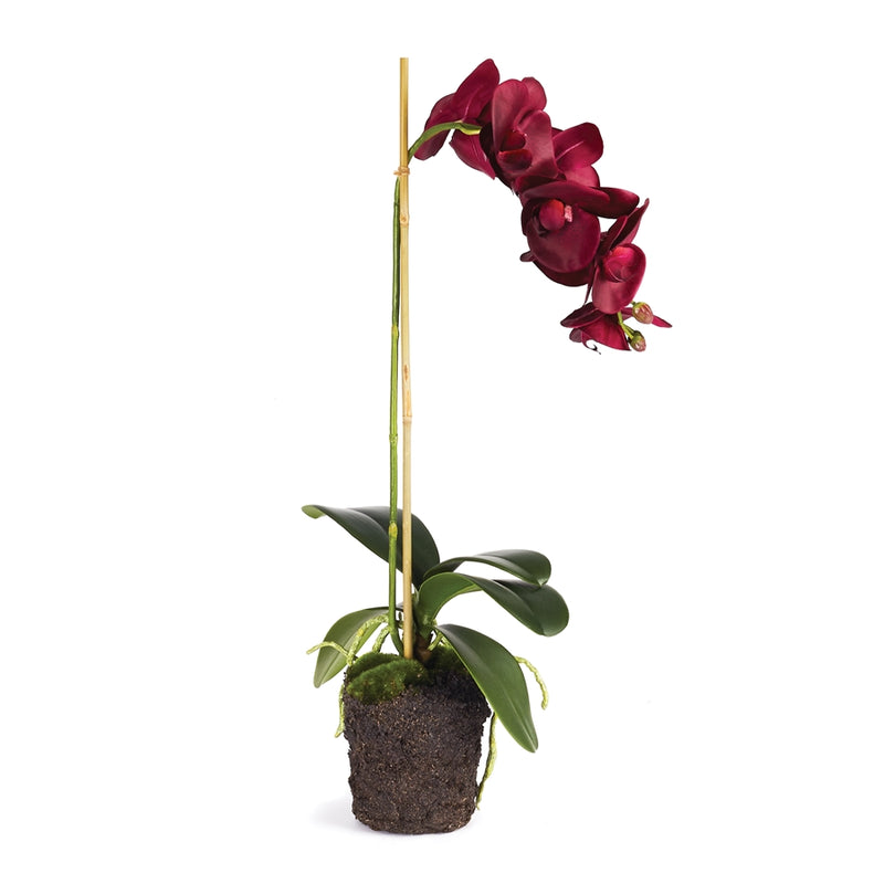 Napa Home Garden, PHALAENOPSIS DROP-IN 25",cc340