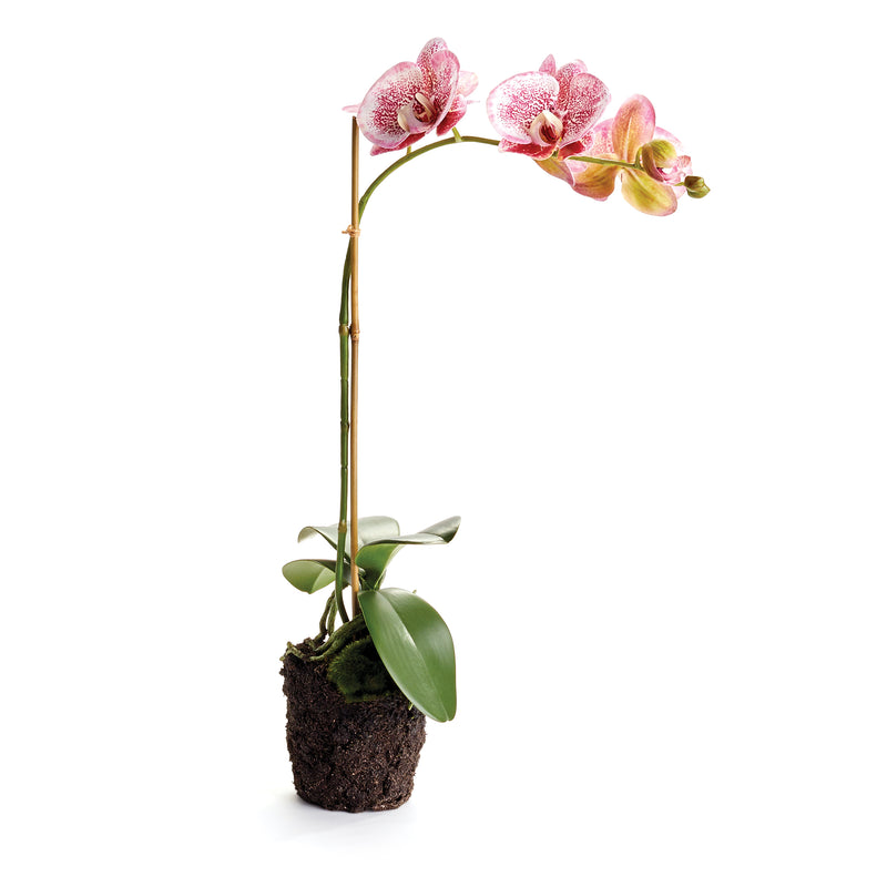 NAPA Home & Garden, PHALAENOPSIS DROP-IN 21",CC341