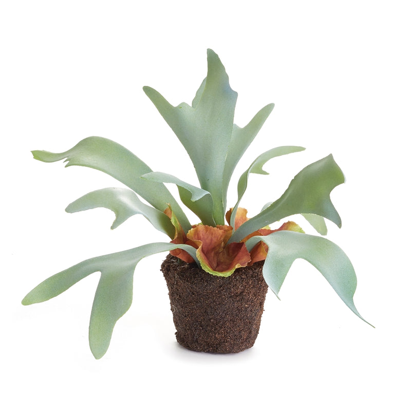 Napa Home Garden, STAGHORN FERN DROP-IN 9",cc351