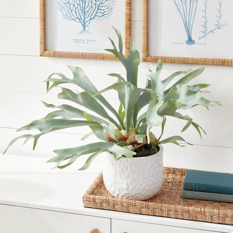 NAPA Home & Garden, STAGHORN FERN DROP-IN 21",CC352