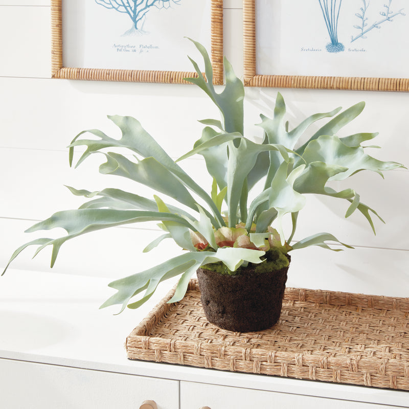 NAPA Home & Garden, STAGHORN FERN DROP-IN 21",CC352