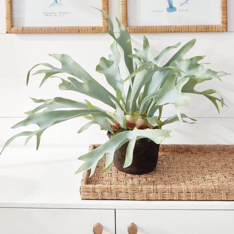 NAPA Home & Garden, STAGHORN FERN DROP-IN 21",CC352