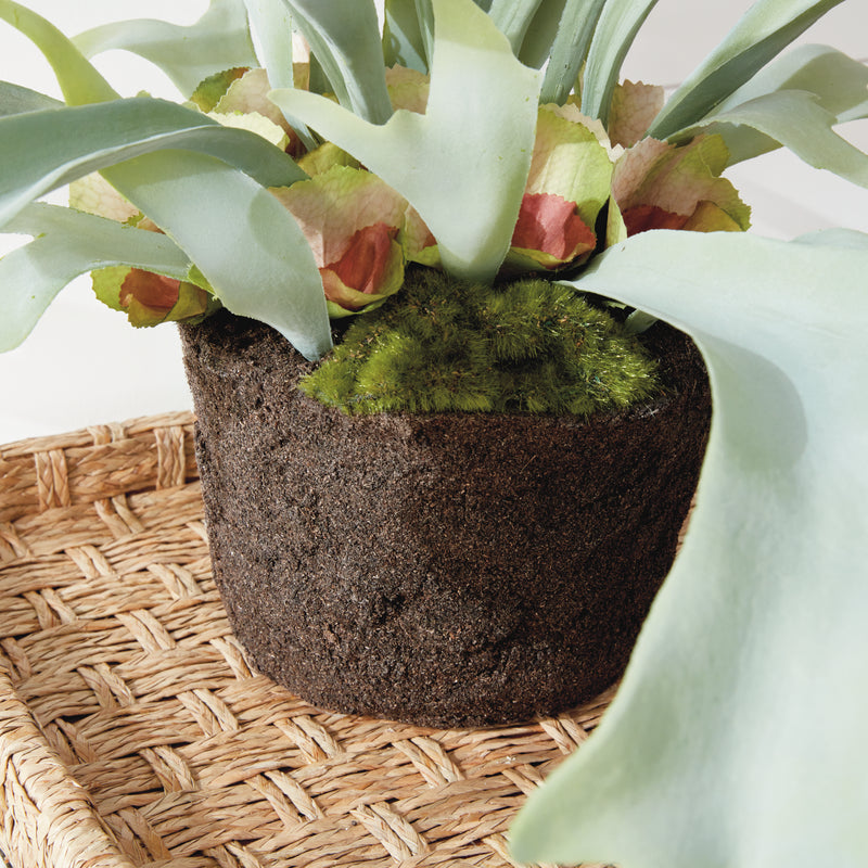 NAPA Home & Garden, STAGHORN FERN DROP-IN 21",CC352