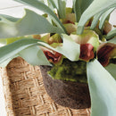 NAPA Home & Garden, STAGHORN FERN DROP-IN