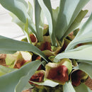 NAPA Home & Garden, STAGHORN FERN DROP-IN