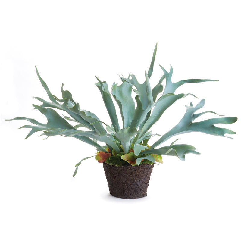 Napa Home Garden, STAGHORN FERN DROP-IN 21",cc352