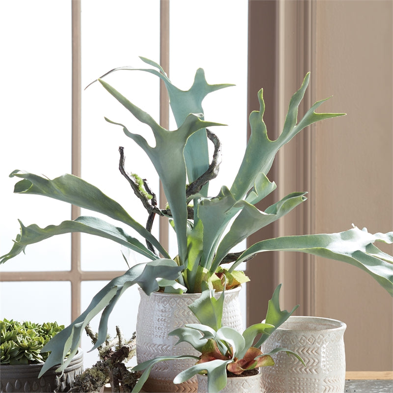 Napa Home Garden, STAGHORN FERN DROP-IN 22",cc353